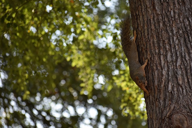 道速滑队为 道速滑队为